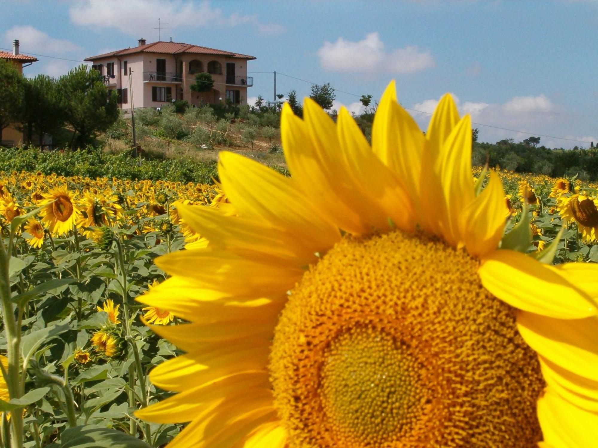 B&B Il Girasole - Rooms & House In Country - 1500 Meters From The City Монтепульчано Екстер'єр фото